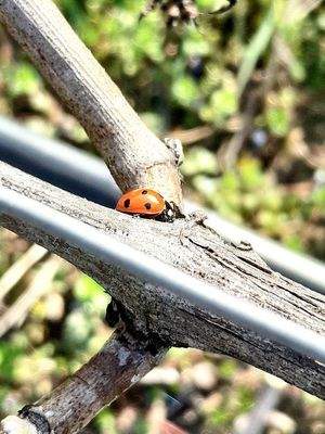 Glücksbringer inklusive