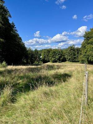 Koppel mit Blick auf den Berg in (Rachel)