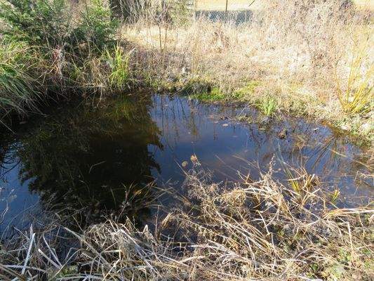 Fischteich mit Goldfischen