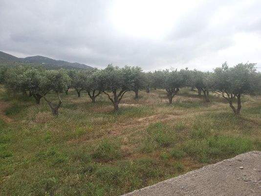 Kreta, Trachilos: Investitionsprojekt - 3 Rohbau-Villen zu verkaufen