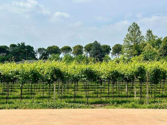 Secret Sale: 14ha grosses Weingut in der Valpolicella bei Verona - Gardasee