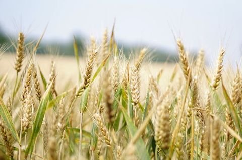 Bad Lippspringe Bauernhöfe, Landwirtschaft, Bad Lippspringe Forstwirtschaft