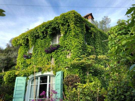 Haus bewachsen.jpg