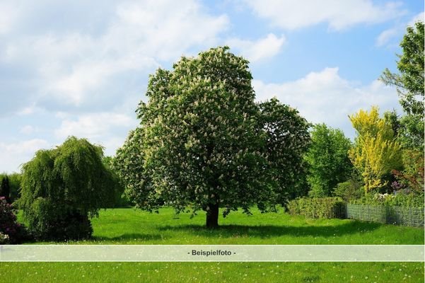 Beispielfoto Grundstück