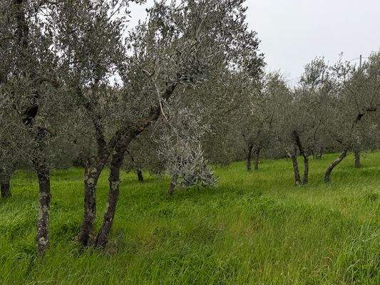 Olivenhain
