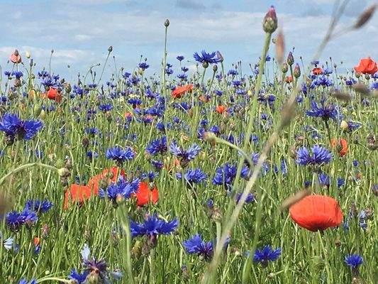 Blühende Landschaft