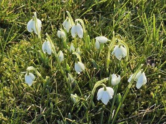 Schneeglöckchen im Garten