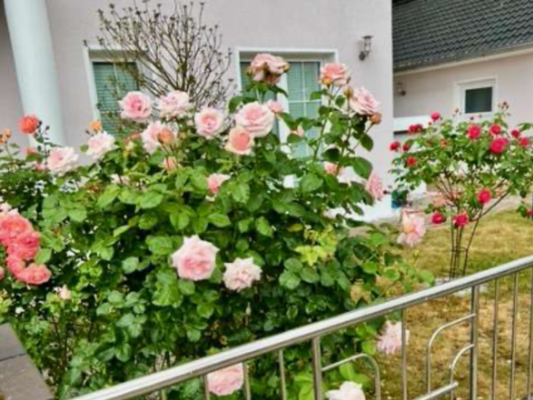 Rosenstöcke im Sommer