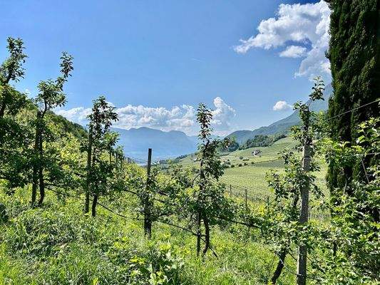 Obstweise-in-Kaltern-zu-verkaufen-meletto-a-Caldaro-in-vendita
