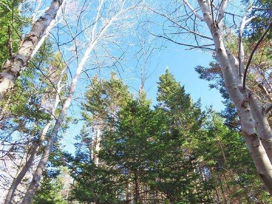 Cape Breton - Bras d`Or Lake - 18-Hektar-Areal in 