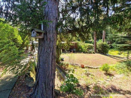 Nadelbäume auf dem Grundstück