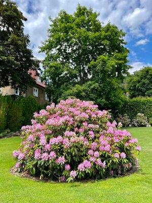 Garten-Impression (1)