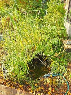 21) kleiner Teich (mit Fische) 