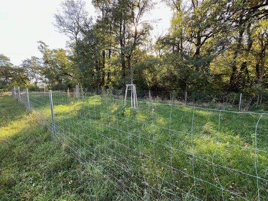 1. Grünbiotop vom Grundstück 1