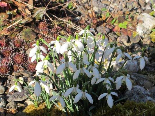 Frühlingsgrüße mit Schneeglöckchen.JPG