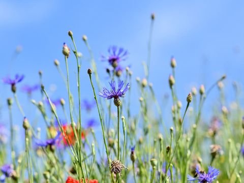 Leckwitz Grundstücke, Leckwitz Grundstück kaufen