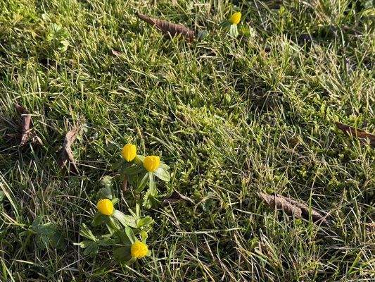 Garten mit Frühblüher