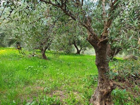 Kreta Sisi - vier Wohnungen in einem großen Garten zur Renovierung