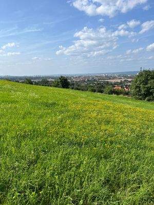 Blick auf die Schmetterlingswiese
