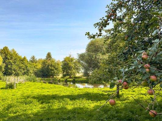 Blick aus dem Apfelgarten über den Teich in Richtung Feldrand

