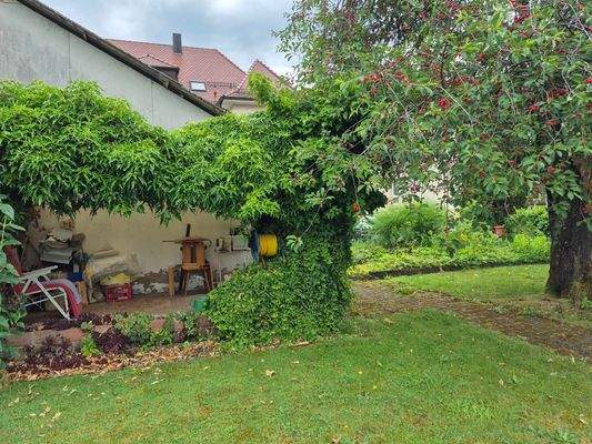 Laube neben dem Kirschbaum