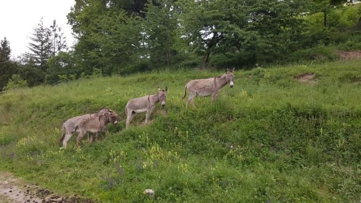 Baugrund in Campi
