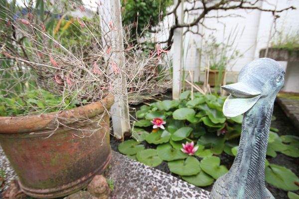 Gartenimpression :-)