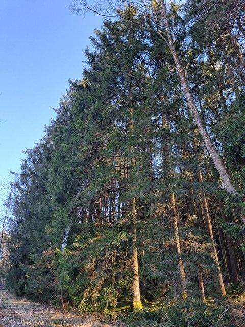 Erlbach Bauernhöfe, Landwirtschaft, Erlbach Forstwirtschaft