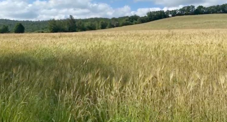 Screenshot 2025-10-20 alle 17.10.24.png