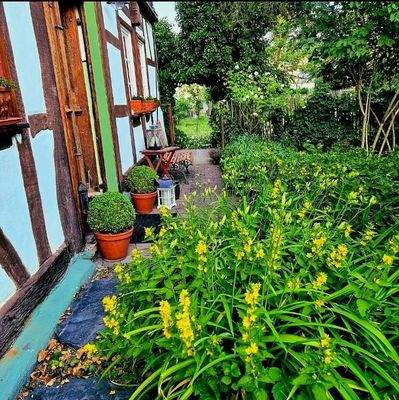 Detail_Pflanzen_Eingangsbereich