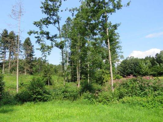 kleiner Waldbestand   