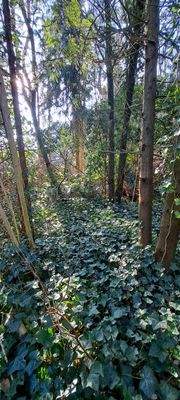 Grundstück mit Baumbestand 