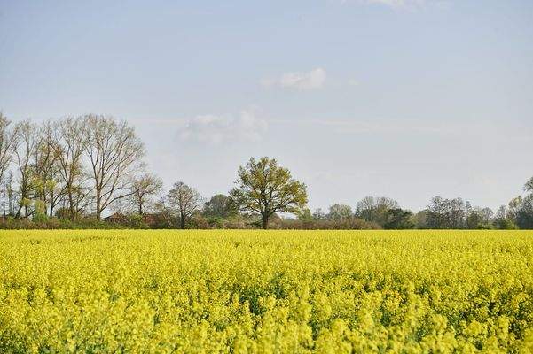 Rapsfelder in der Umgebung