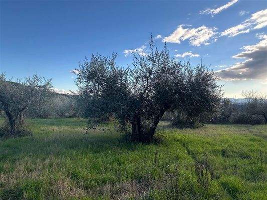 Grundstück Olivenhain
