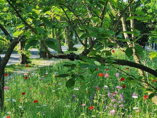 Nachbarschaft Blumenwiese