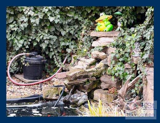 Teich mit Goldfischen