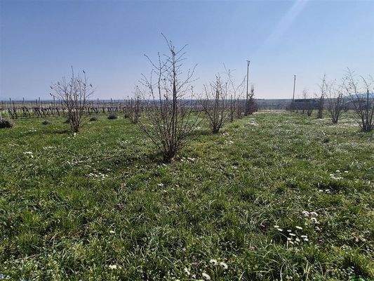 Buchen, Hasel mit Tuber