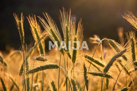 Aluksne Bauernhöfe, Landwirtschaft, Aluksne Forstwirtschaft
