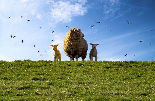 Schaf, Deich, Lämmer, Nordsee