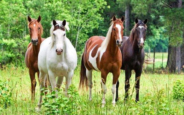 Four-horse-on-the-grass_1920x1200.jpg