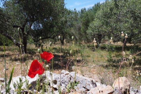 Kreta, Kalathas: Grundstück mit Meerblick in der Nähe des Strandes zu verkaufen