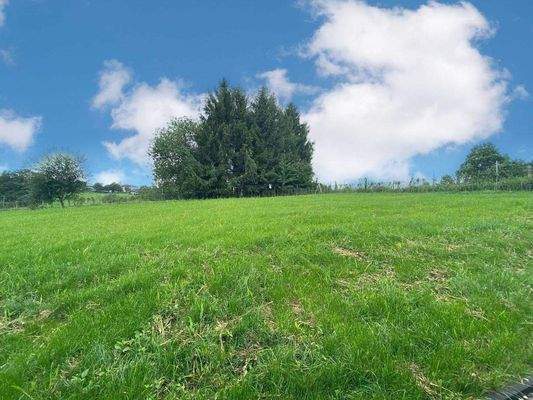 Große Wiesenfläche ...