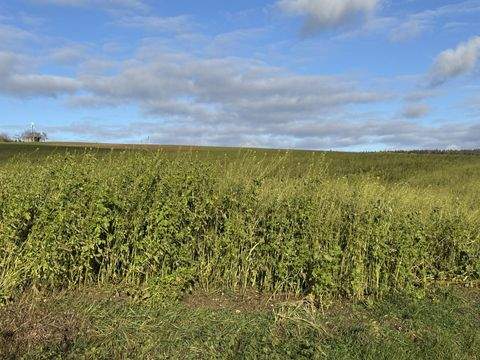 Weng Bauernhöfe, Landwirtschaft, Weng Forstwirtschaft