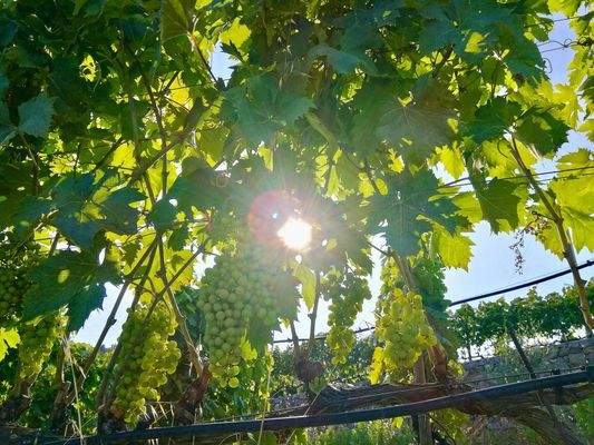 PE672_19 TERRA ITALIA IMMOBILIEN_LIGURIEN_WEINGUT_