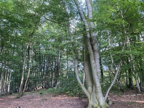 Schwalmtal Bauernhöfe, Landwirtschaft, Schwalmtal Forstwirtschaft