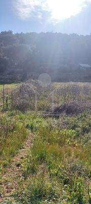 Das Land eignet sich perfekt für einen Weinberg