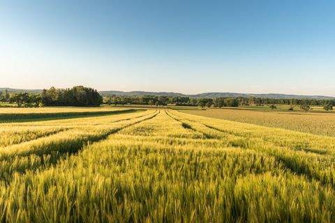 Kirchroth Bauernhöfe, Landwirtschaft, Kirchroth Forstwirtschaft