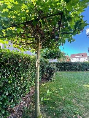 EG Gemeinschaftsgarten