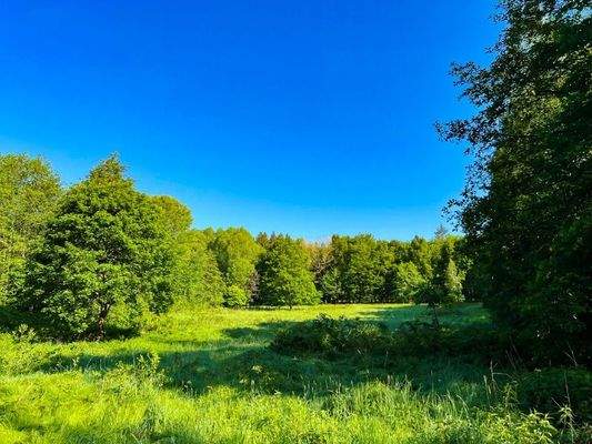 Ihre Wiese im Wald (1)