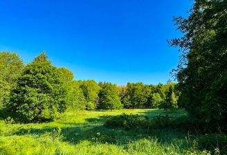 Ihre Wiese im Wald (1)